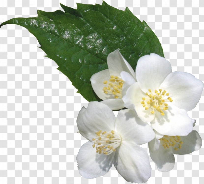 Flower White Clip Art - Flowering Plant Transparent PNG