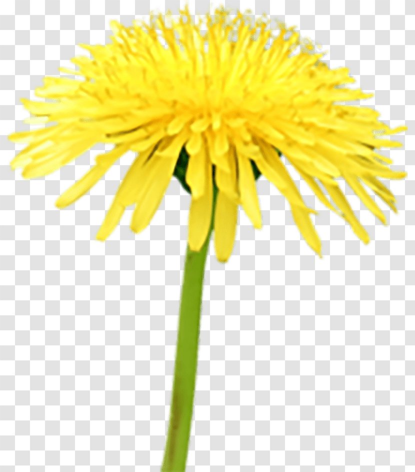 Beekeeping Pollinator Beneficial Insects Common Dandelion - Honey Bee Transparent PNG