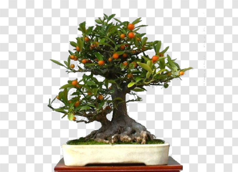 Chinese Sweet Plum Fruit Tree Flowerpot Vegetable - Plant Transparent PNG