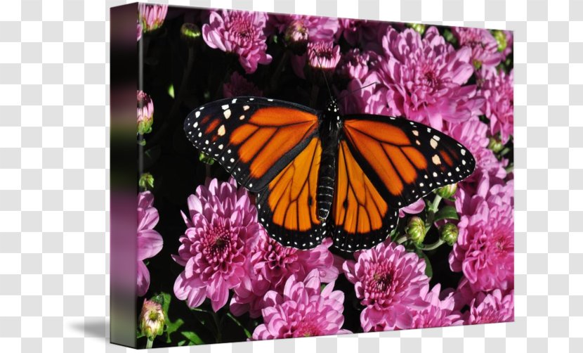 Monarch Butterfly Art Current Gallery Insect - Glossy Butterflys Transparent PNG