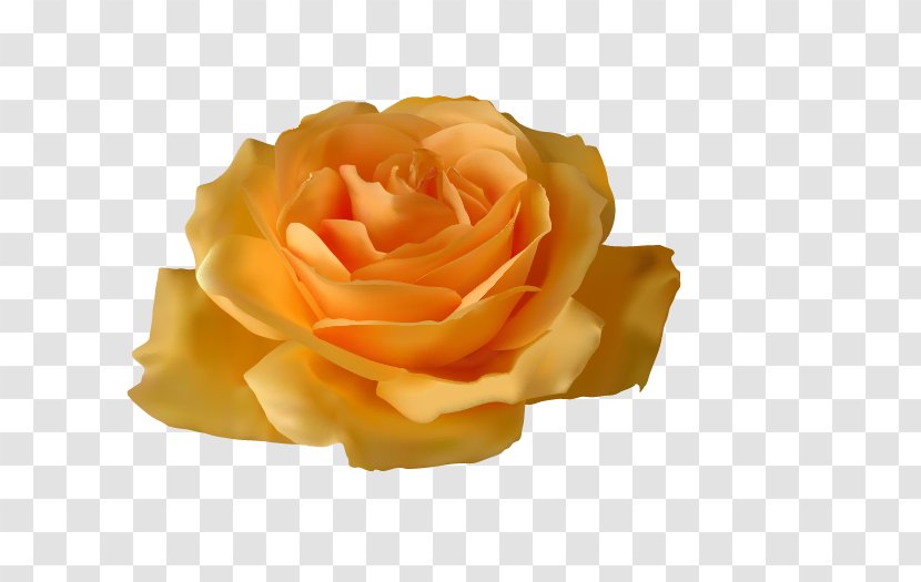 Rose Yellow Flower Clip Art - Roses Transparent PNG