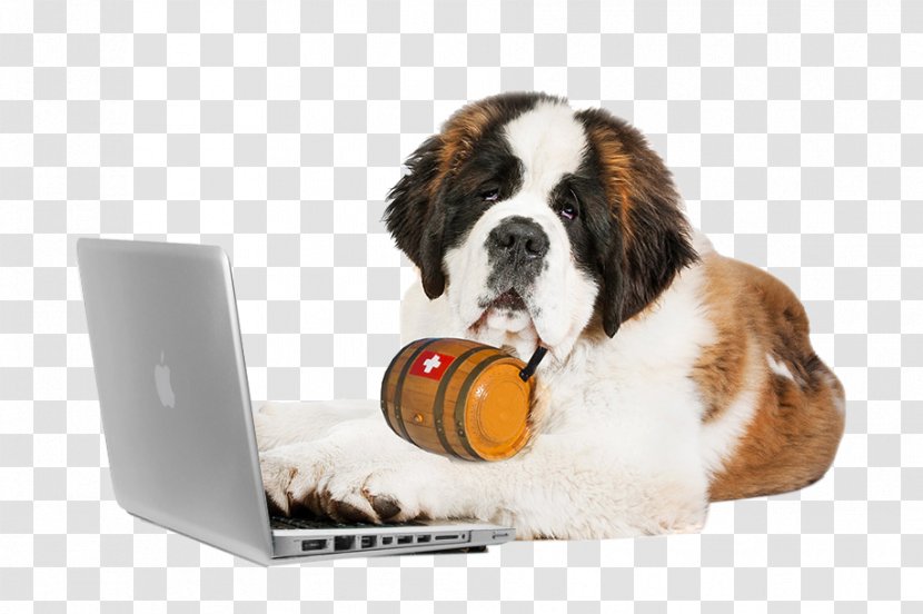 St. Bernard Puppy Bernese Mountain Dog Cat Laptop - Tabby Transparent PNG