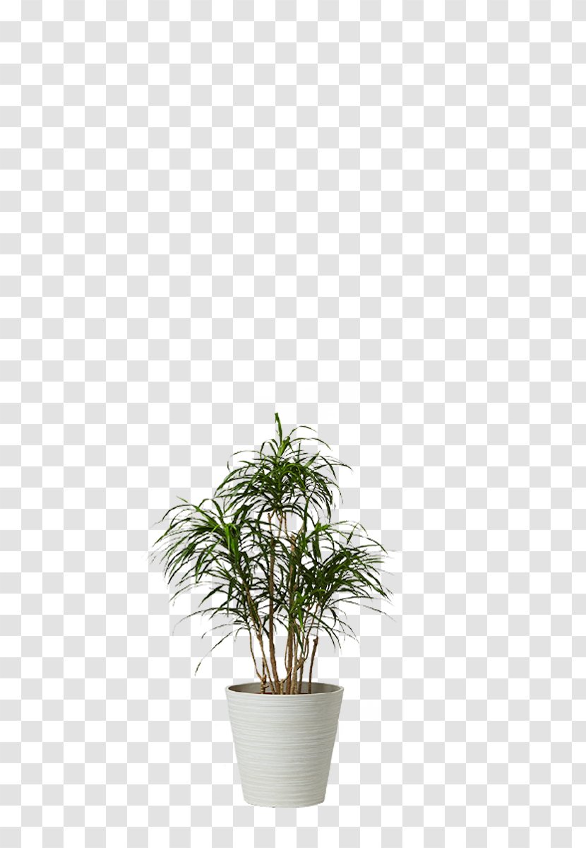 Monstera Houseplant Dracaena Agavaceae Wattles - Green Love Transparent PNG