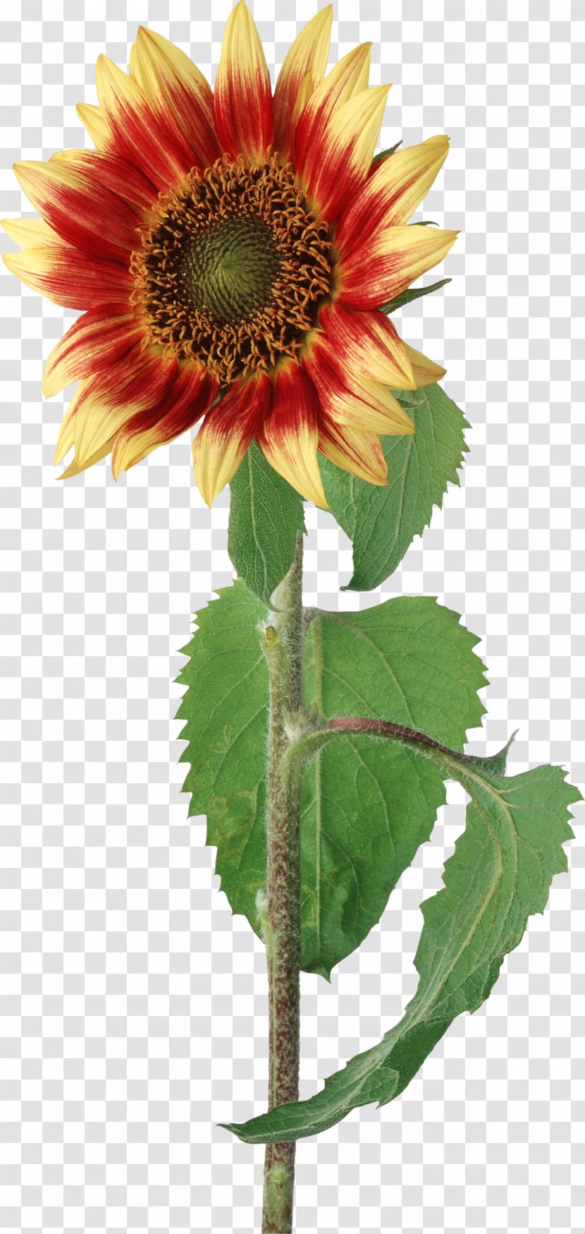 Common Sunflower - Seed Transparent PNG