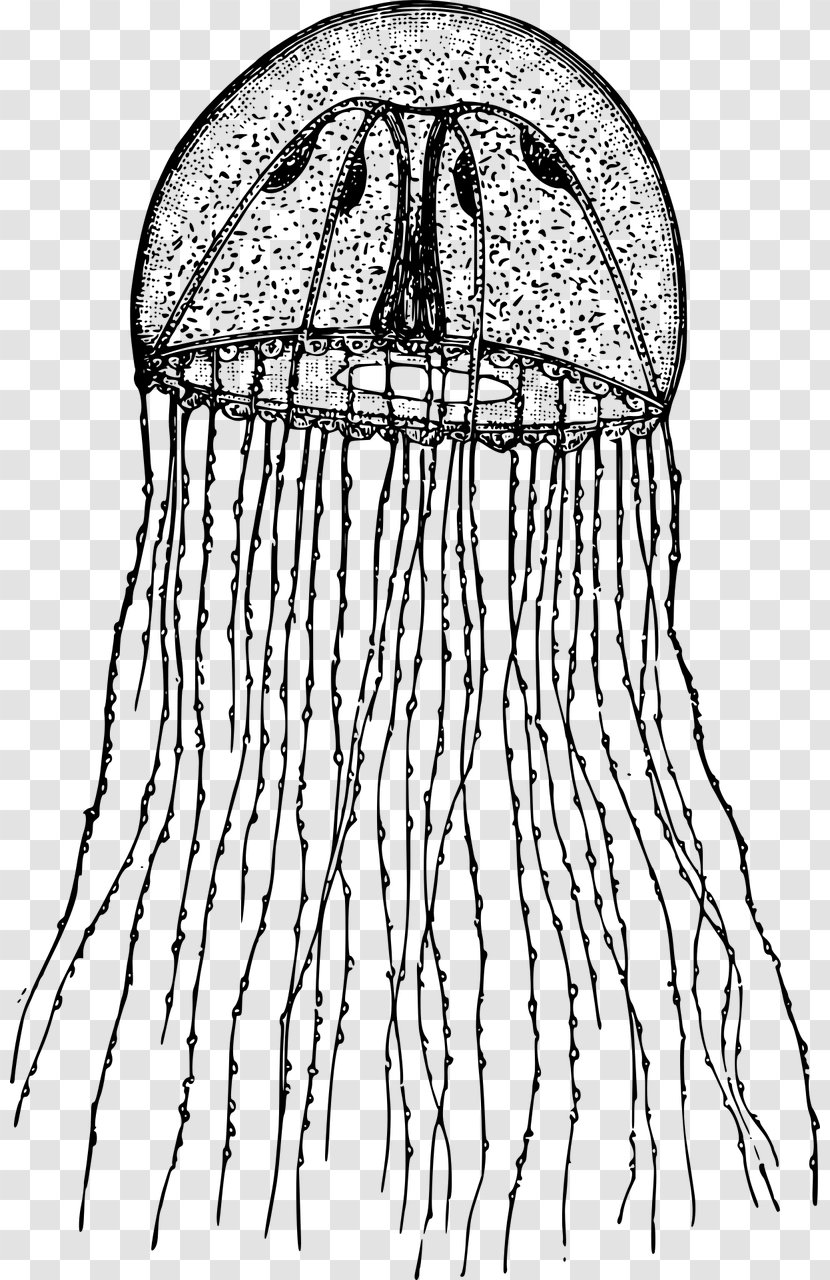 Hydrozoa Hydra Clip Art - Frame - Cute Jellyfish Transparent PNG