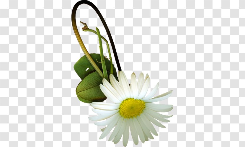 Flower Chrysanthemum Floral Design Oxeye Daisy - Designer Transparent PNG