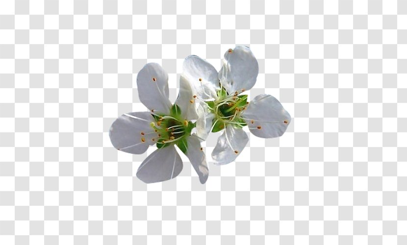 Blossom Petal Flower - Spring - Two White Pear Picture Material Transparent PNG