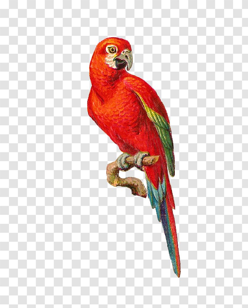 Parrot Lovebird Clip Art - Perico - Graphics Love Images Transparent PNG