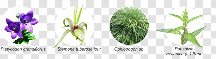 Cut Flowers Grasses Plant Stem Leaf Herb - Grass Transparent PNG