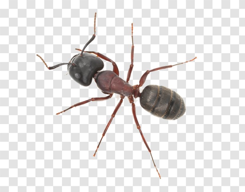 Ant Insect Pest Control Termite Transparent PNG