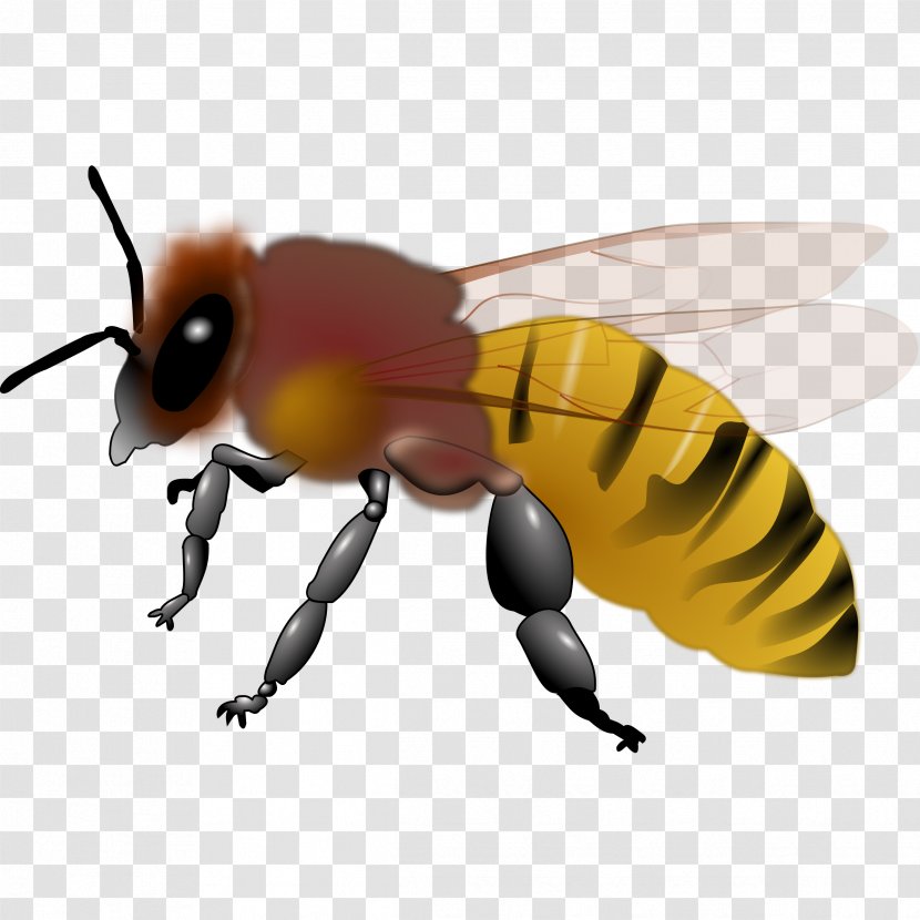 Honey Bee Bumblebee Clip Art - Hornet - Honeybee Cliparts Transparent PNG