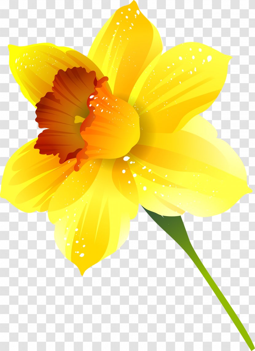 Narcissus Flower Plant - Yellow Transparent PNG