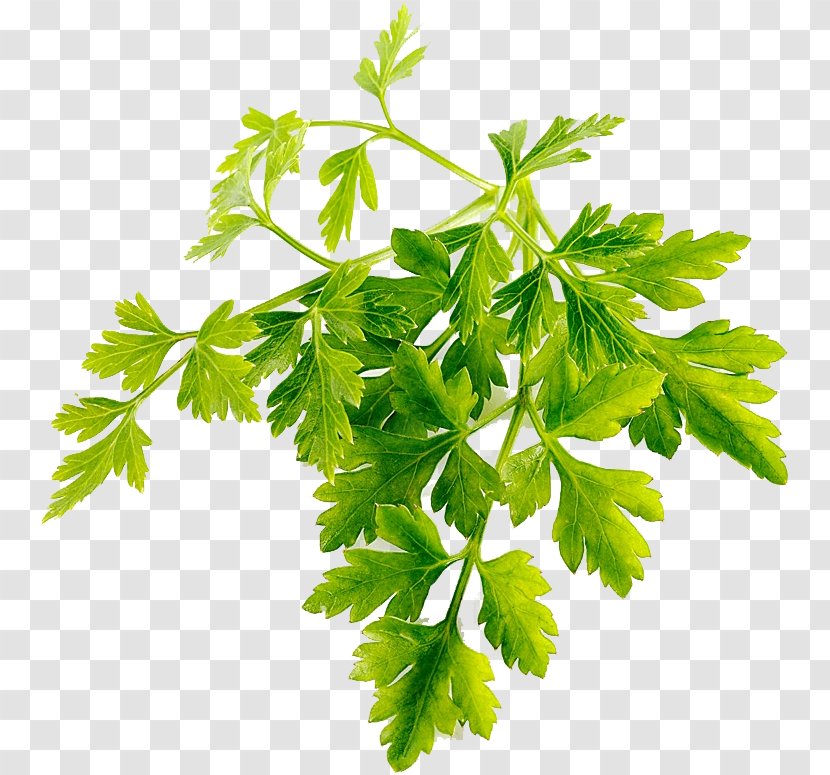 Parsley Coriander Chervil Stock Photography - Herb - Photographer Transparent PNG