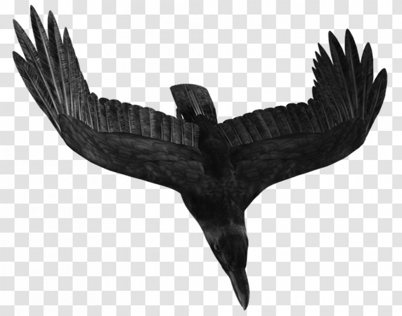 Bird Crows Icon - Eagle - Dive Crow Transparent PNG