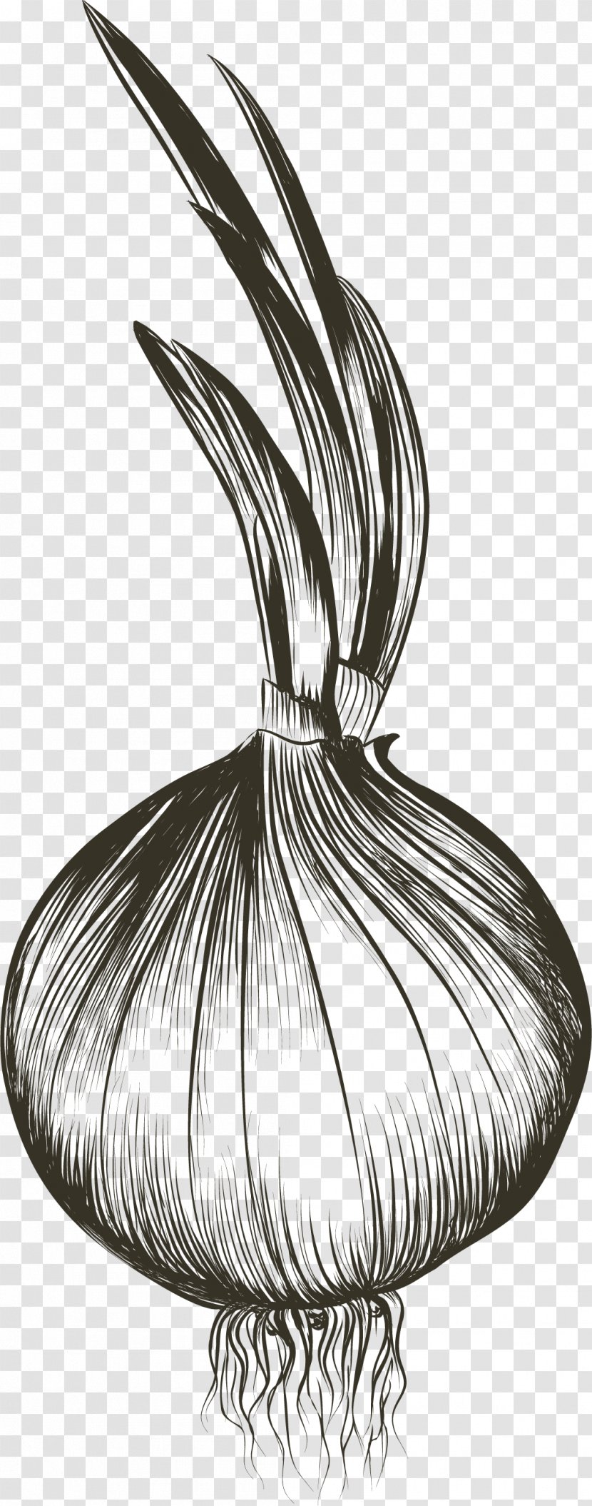 Drawing Euclidean Vector - Artworks - Sprouting Garlic Transparent PNG