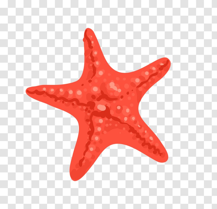 Starfish Euclidean Vector - Drawing Transparent PNG