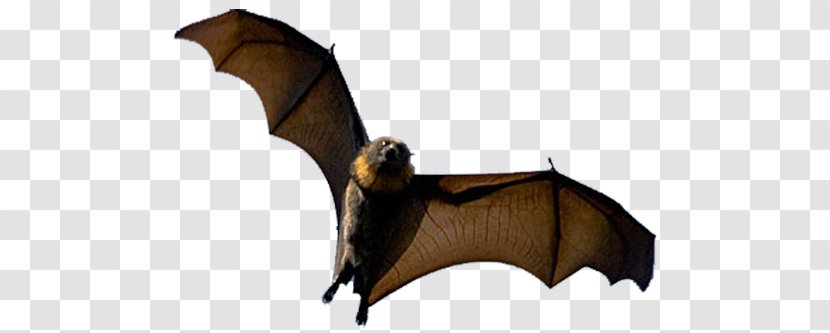 Bat Halloween Aile - Heart Transparent PNG