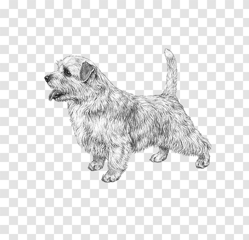 Glen Cairn Terrier Norfolk Dog Breed Rare (dog) - Paw - Sporting Group Transparent PNG