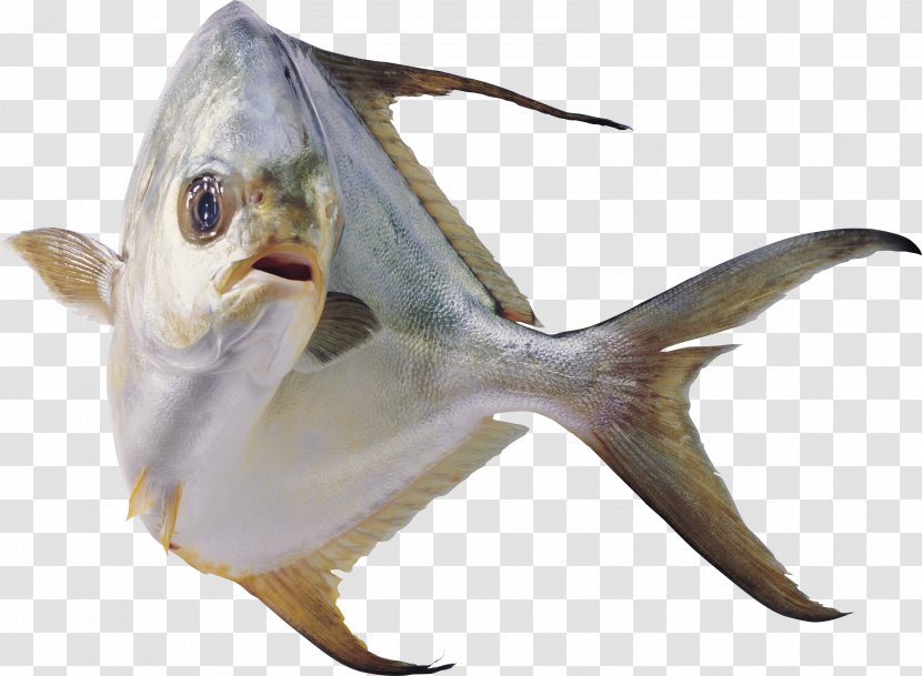 Fish Information Transparent PNG
