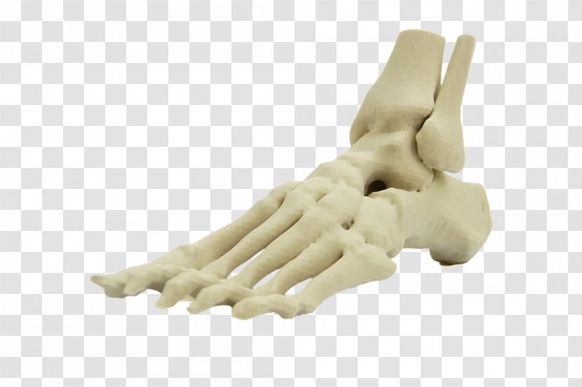 Foot Human Skeleton Anatomy Body Finger - Tree Transparent PNG