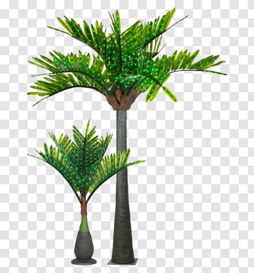 Light Arecaceae Tree Date Palm Clip Art - Elaeis - Yard Transparent PNG