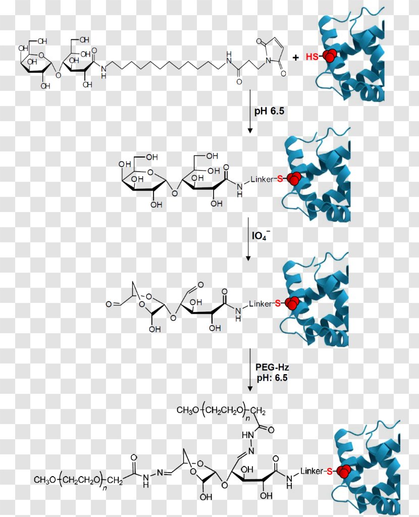Sodium Periodate Polysaccharide PEGylation Carbohydrate - Technology - Adapted PE Transparent PNG