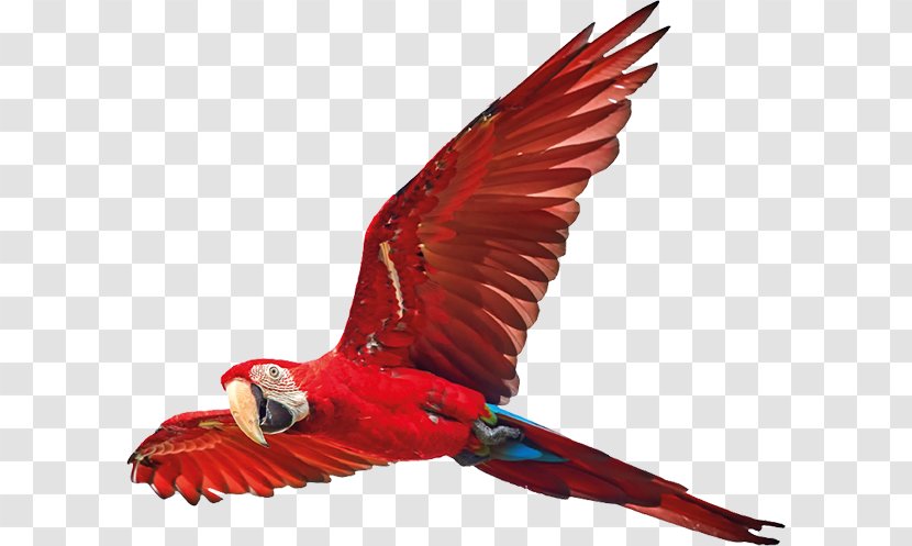 Scarlet Macaw Bird Feather True Parrot Transparent PNG