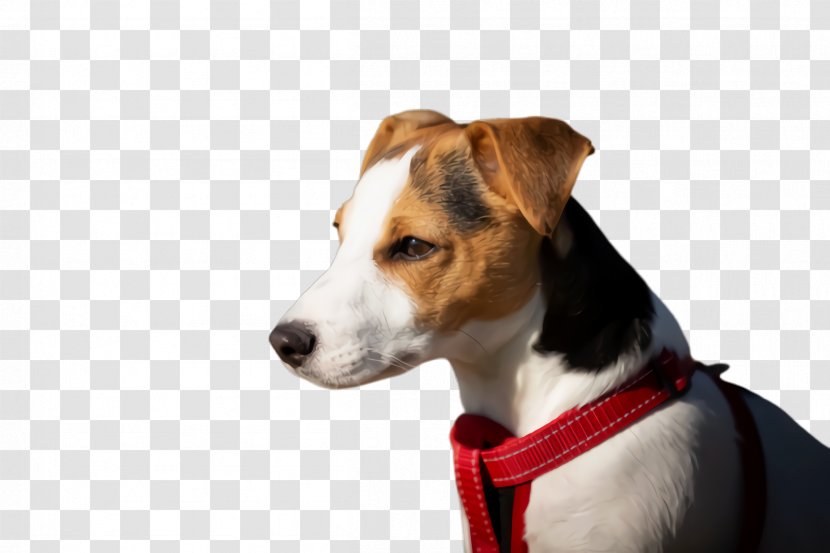 Cute Dog - Brazilian Terrier - Feist Transparent PNG