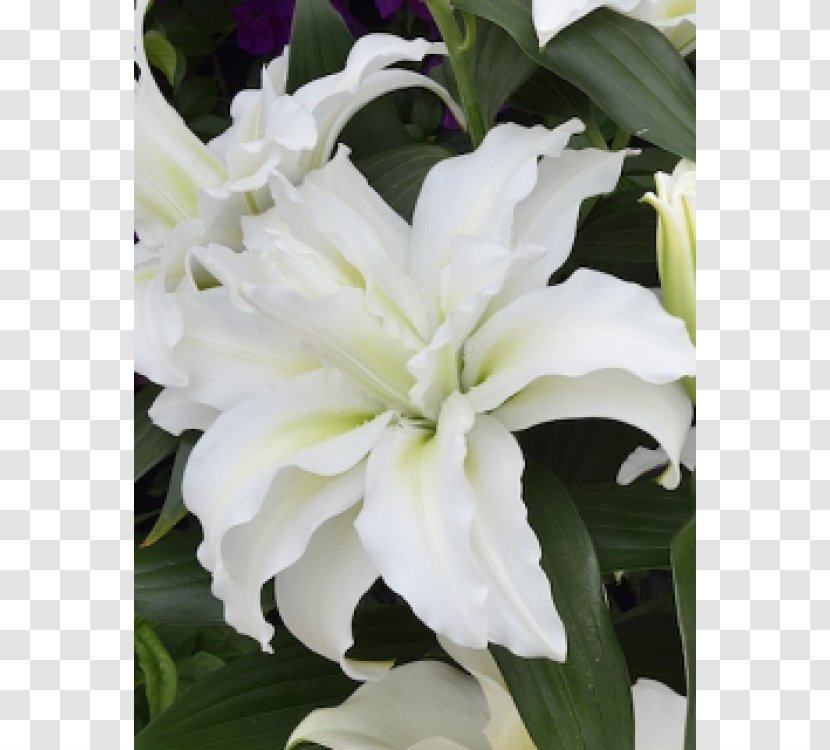 Lilium Bulb Flower Internet Herbaceous Plant Transparent PNG