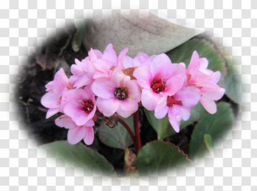Primrose Pink M Flowerpot Shrub Annual Plant - Bono Transparent PNG