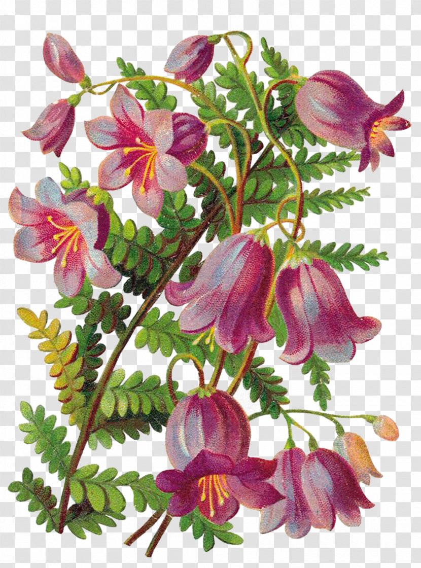 Flower Floral Design Decoupage Drawing Painting - Blume - Bloom Transparent PNG