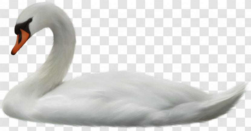 Cygnini Clip Art - Data Compression - Ducks Geese And Swans Transparent PNG