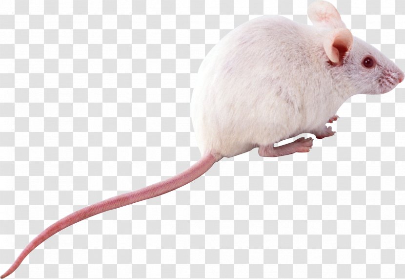 Computer Mouse Rat Rodent - Tail - Mouse, Image Transparent PNG