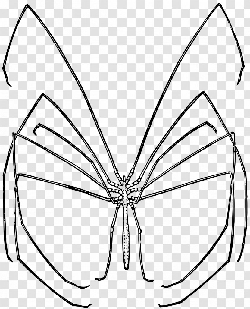 Spider Colossendeis Colossendeidae Arthropod Clip Art - Symmetry Transparent PNG