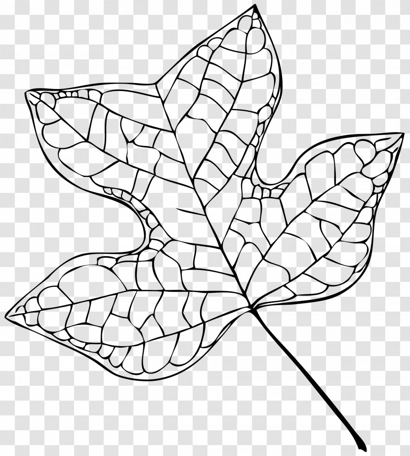 Liriodendron Tulipifera Tree Leaf Cottonwood - Outline Transparent PNG