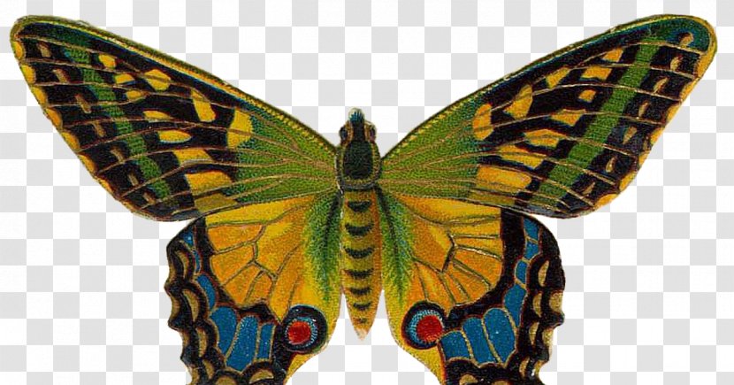 Butterfly Art Clip - Membrane Winged Insect Transparent PNG