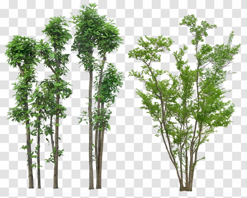 Tree Plant Landscape - Blueberry Transparent PNG