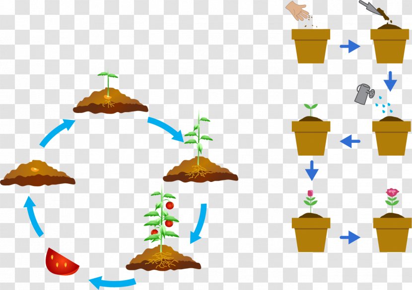 Plant Development Seed Clip Art - Air Soil Circulation System Transparent PNG