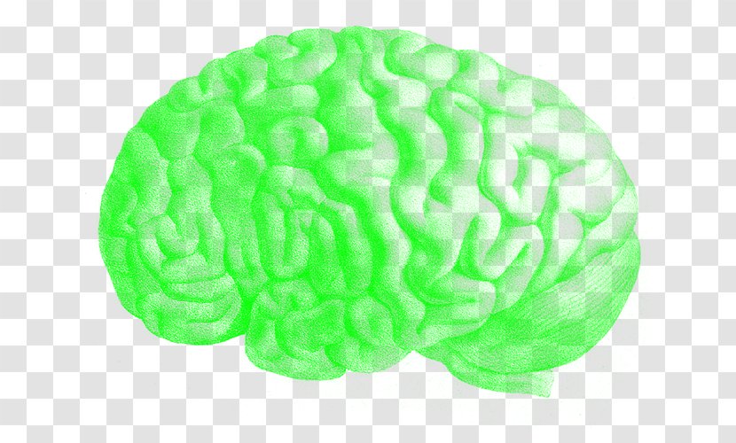 Human Brain Art Medical Illustration - Tree - Cranio Transparent PNG