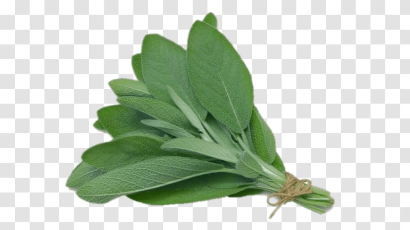 Common Sage Herb Leaf Oil Medicinal Plants - Watercolor Transparent PNG