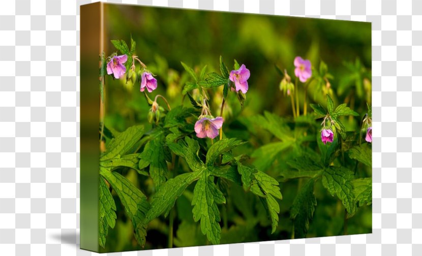 Crane's-bill Violet Herb Wildflower Family - Flowering Plant Transparent PNG