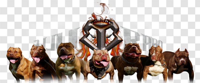 Dog Pet Animal Shelter Kennel Filhote - Matrix - PITBULL Transparent PNG