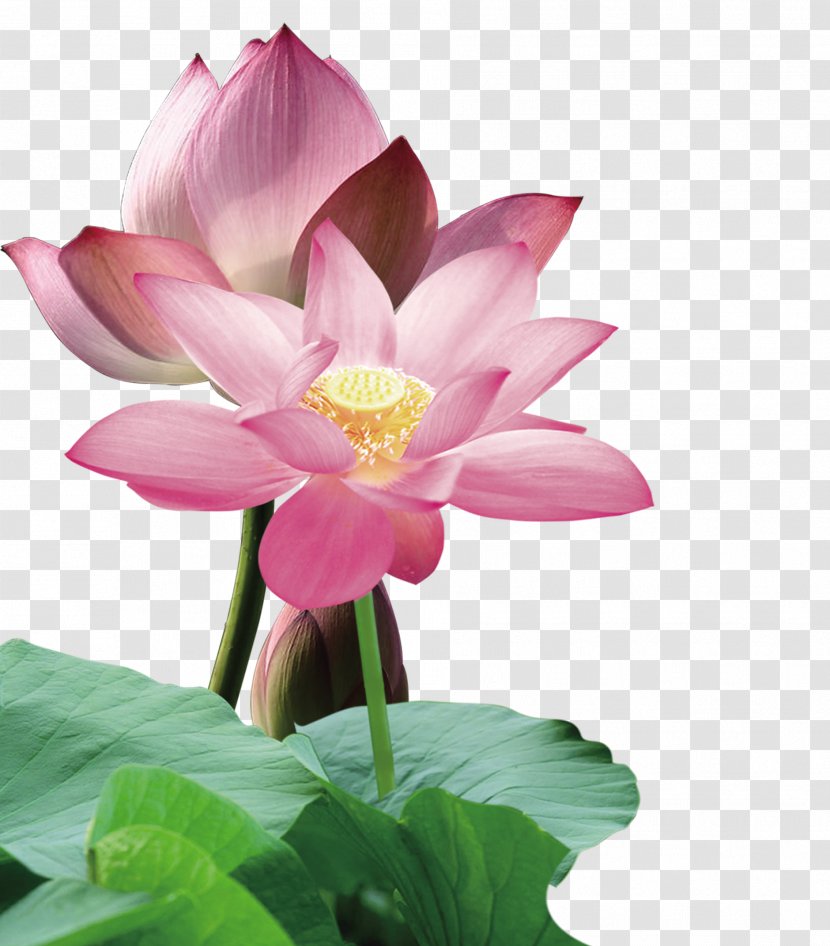 Nelumbo Nucifera Red Leaf - Pink - Lotus Flower Material Decoration Pattern Transparent PNG