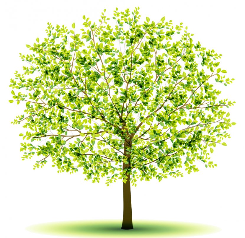 Tree - Creativity - Green Transparent PNG