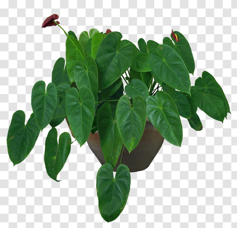 Houseplant Flowerpot Vase - Soil - Indoor Plant Potted Plants Transparent PNG