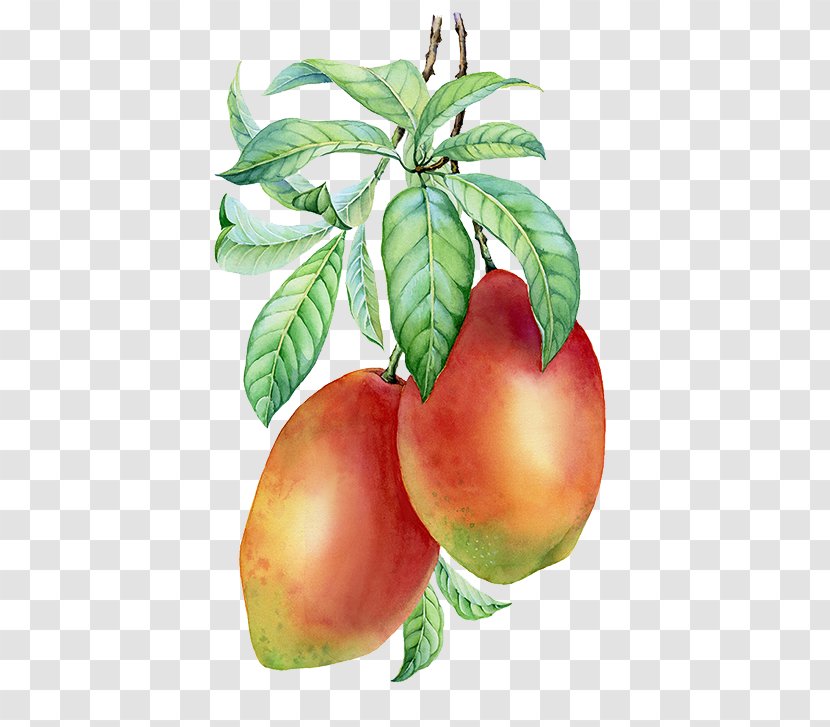 Common Fig Painting - A Bunch Of Mango Transparent PNG