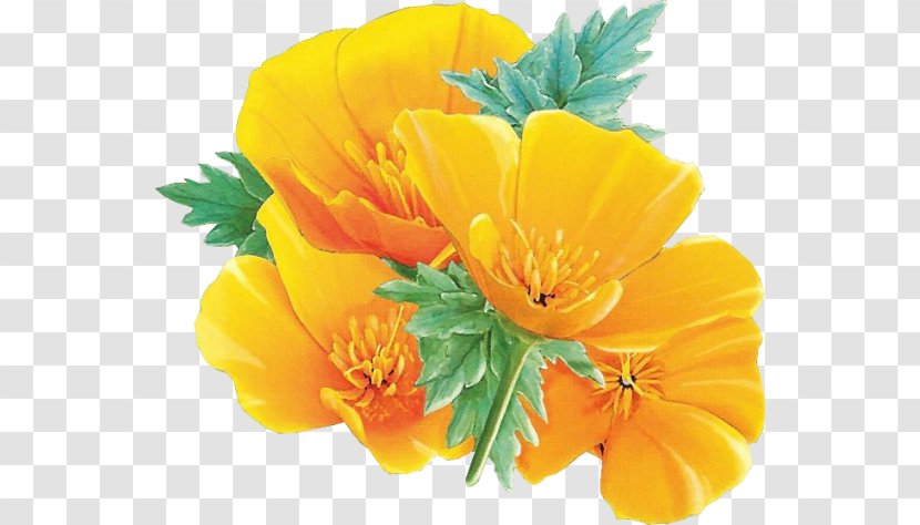 Yellow Flower California Poppy Clip Art - Petal Transparent PNG