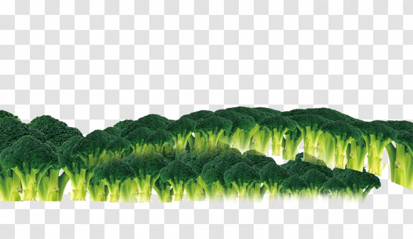 Broccoli Food Icon - Vegetation Transparent PNG