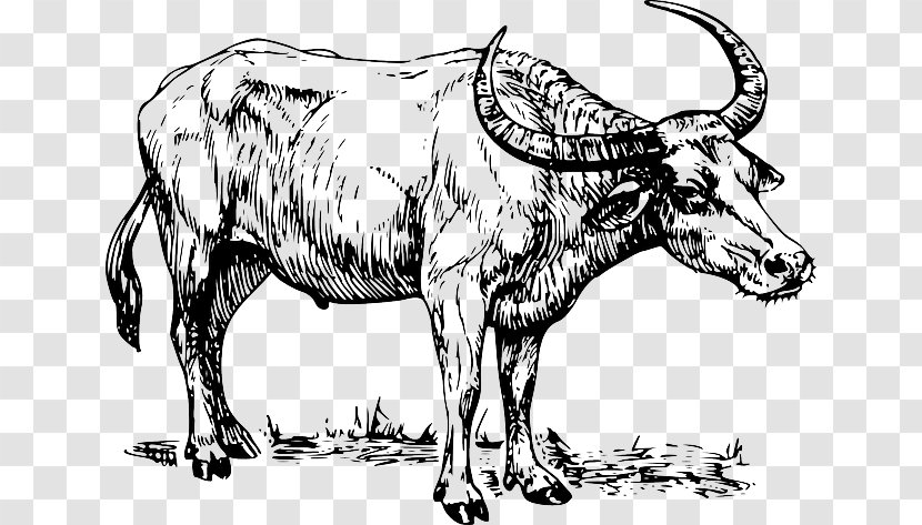 Water Buffalo Drawing Clip Art - Organism - Black And White Transparent PNG