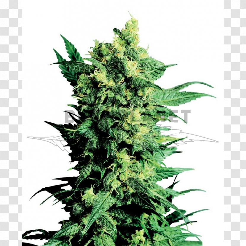 Shiva Cannabis Sensi Seeds Marijuana - Hemp Family - Skunk Transparent PNG